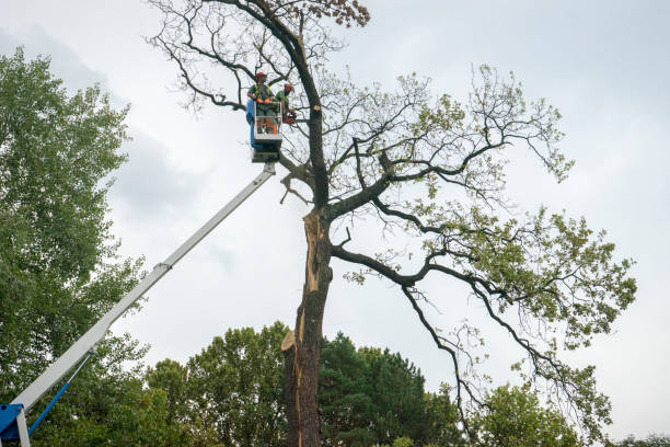 Best Tree Disease Treatment  in Opp, AL