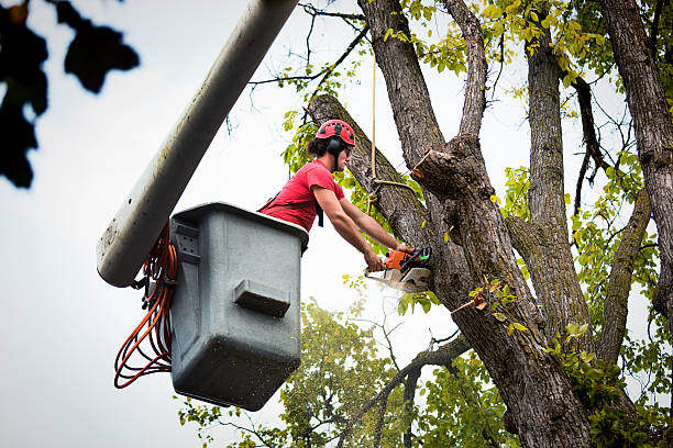 Opp, AL Tree Removal Company