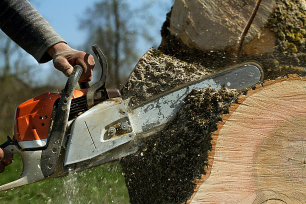 Best Tree Removal  in Opp, AL